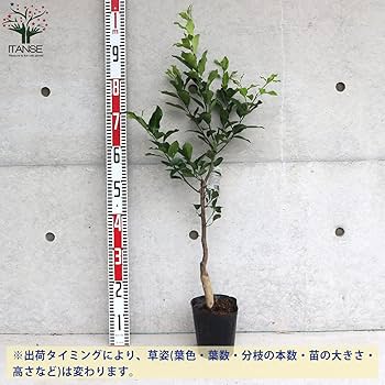 Amazon.co.jp: 柑橘の苗 日向夏(ひゅうがなつ)【品種で選べる